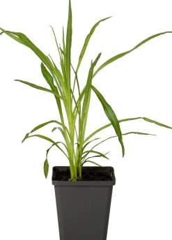 Intratuin Prachtscharte (Liatris spicata 'Floristan Weiss') D 9 H 5 cm| Blühende Pflanzen|Mehrjährige Pflanzen