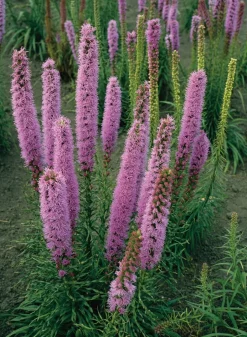 Intratuin Prachtscharte (Liatris spicata 'Floristan Violett') D 9 H 5 cm| Blühende Pflanzen|Mehrjährige Pflanzen