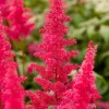 Intratuin Prachtspiere (Astilbe (A) 'Fanal')| Winterharte Pflanzen|Blühende Pflanzen