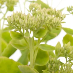 Intratuin Prächtige Fetthenne (Sedum Spectabile 'Stardust')| Mehrjährige Pflanzen|Fetthenne