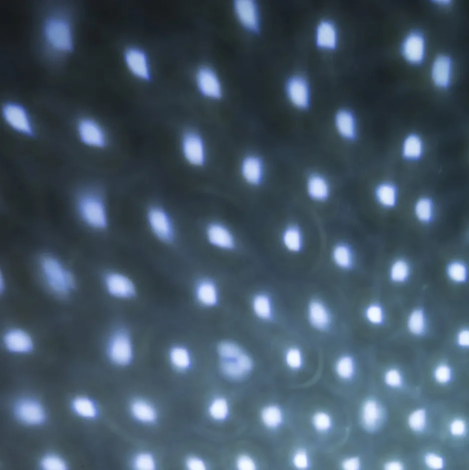 Intratuin Projektor Schneefall weiß| Projektoren