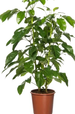 Intratuin Queensland-Strahlenaralie (Schefflera actinophylla 'Amate') D 24 cm H 110 cm| Große Pflanzen|Grünpflanzen