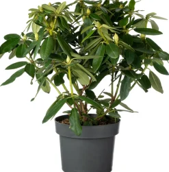 Intratuin Rhododendron (Rhododendron 'Madame Masson') D 23 H 40 cm| Immergrüne Pflanzen|Winterharte Pflanzen