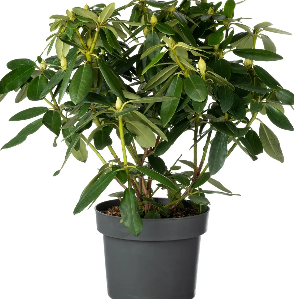 Intratuin Rhododendron (Rhododendron 'Madame Masson') D 23 H 40 cm| Immergrüne Pflanzen|Winterharte Pflanzen