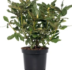 Intratuin Rhododendron (Rhododendron 'Madame Masson') D 15 H 35 cm| Immergrüne Pflanzen|Winterharte Pflanzen