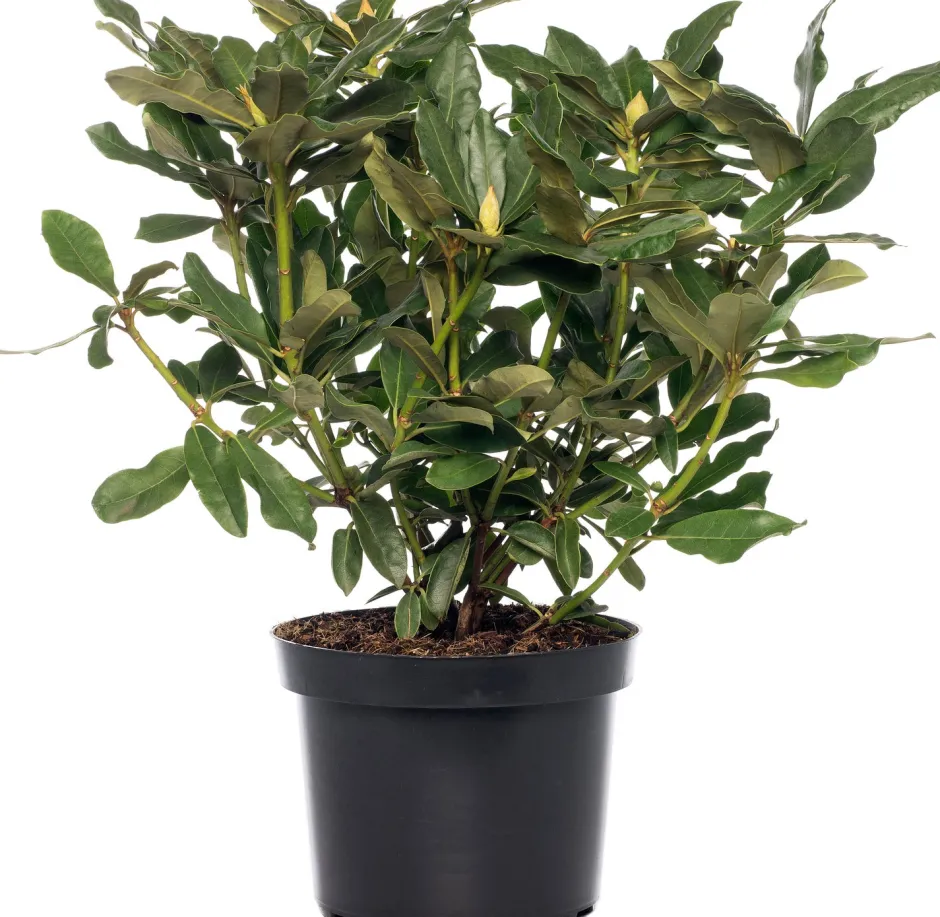 Intratuin Rhododendron (Rhododendron 'Madame Masson') D 15 H 35 cm| Immergrüne Pflanzen|Winterharte Pflanzen