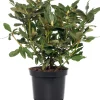 Intratuin Rhododendron (Rhododendron 'Marcel Menard') D 15 H 35 cm| Blühende Pflanzen|Immergrüne Pflanzen