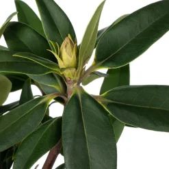 Intratuin Rhododendron (Rhododendron 'Madame Fortier') D 23 H 40 cm| Immergrüne Pflanzen|Winterharte Pflanzen