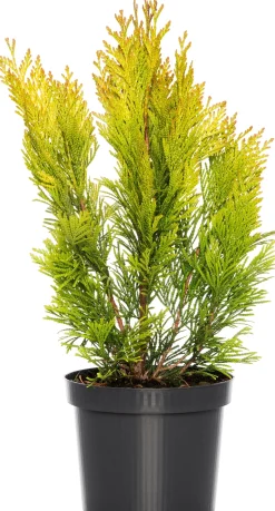 Intratuin Riesen-Lebensbaum (Thuja Plicata Forever Goldy)| Heckenpflanzen|Lebensbaum