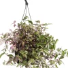 Intratuin Rio-Dreimasterblume (Tradescantia fluminensis 'Quadricolor') D 17 H 35 cm| Grünpflanzen|Tradescantia