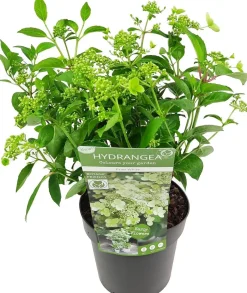 Intratuin Rispenhortensie (Hydrangea paniculata 'Prim White') D 19 H 40 cm| Hortensien|Blühende Pflanzen