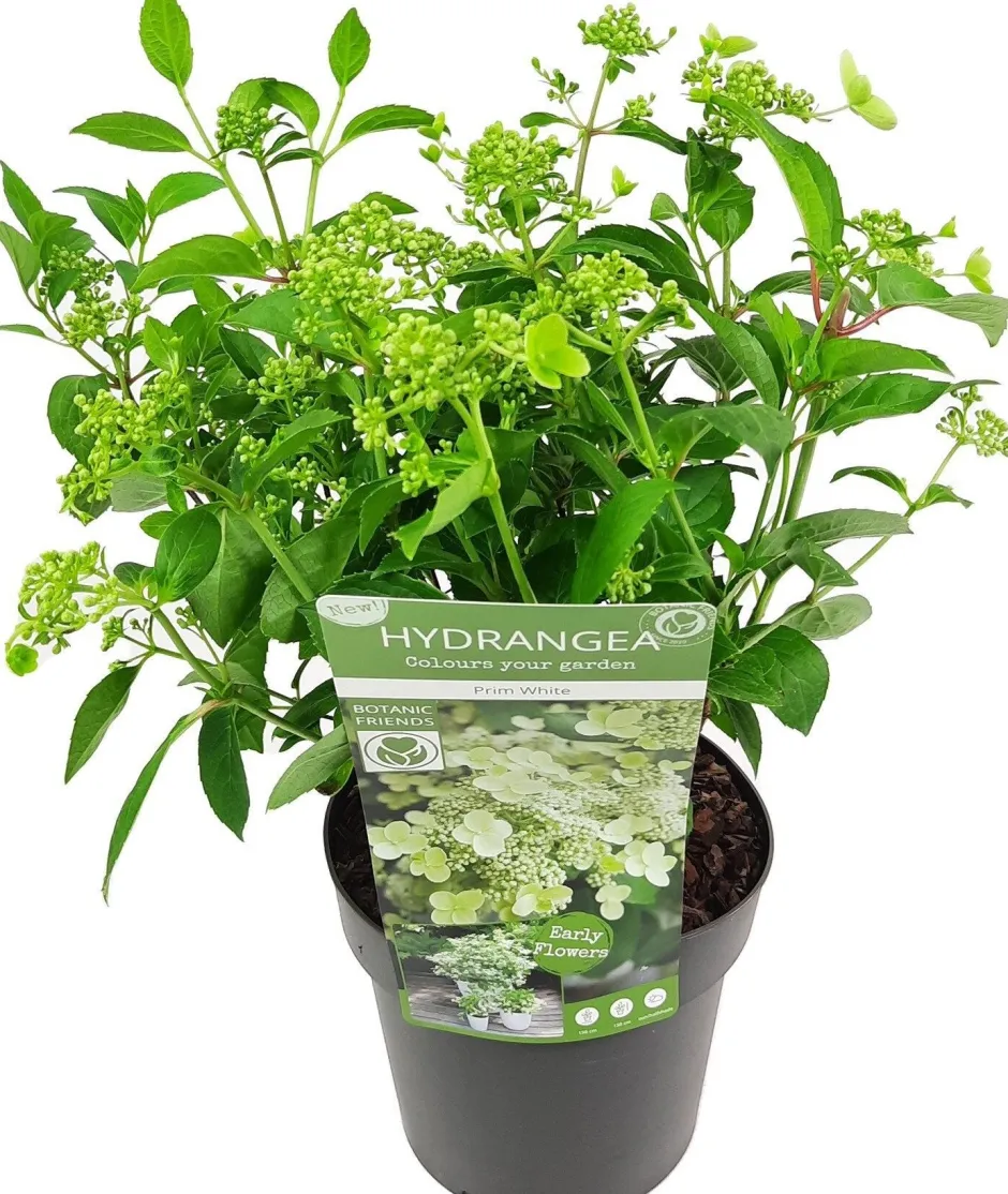 Intratuin Rispenhortensie (Hydrangea paniculata 'Prim White') D 19 H 40 cm| Hortensien|Blühende Pflanzen