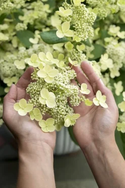 Intratuin Rispenhortensie (Hydrangea paniculata 'Prim White') D 19 H 40 cm| Hortensien|Blühende Pflanzen