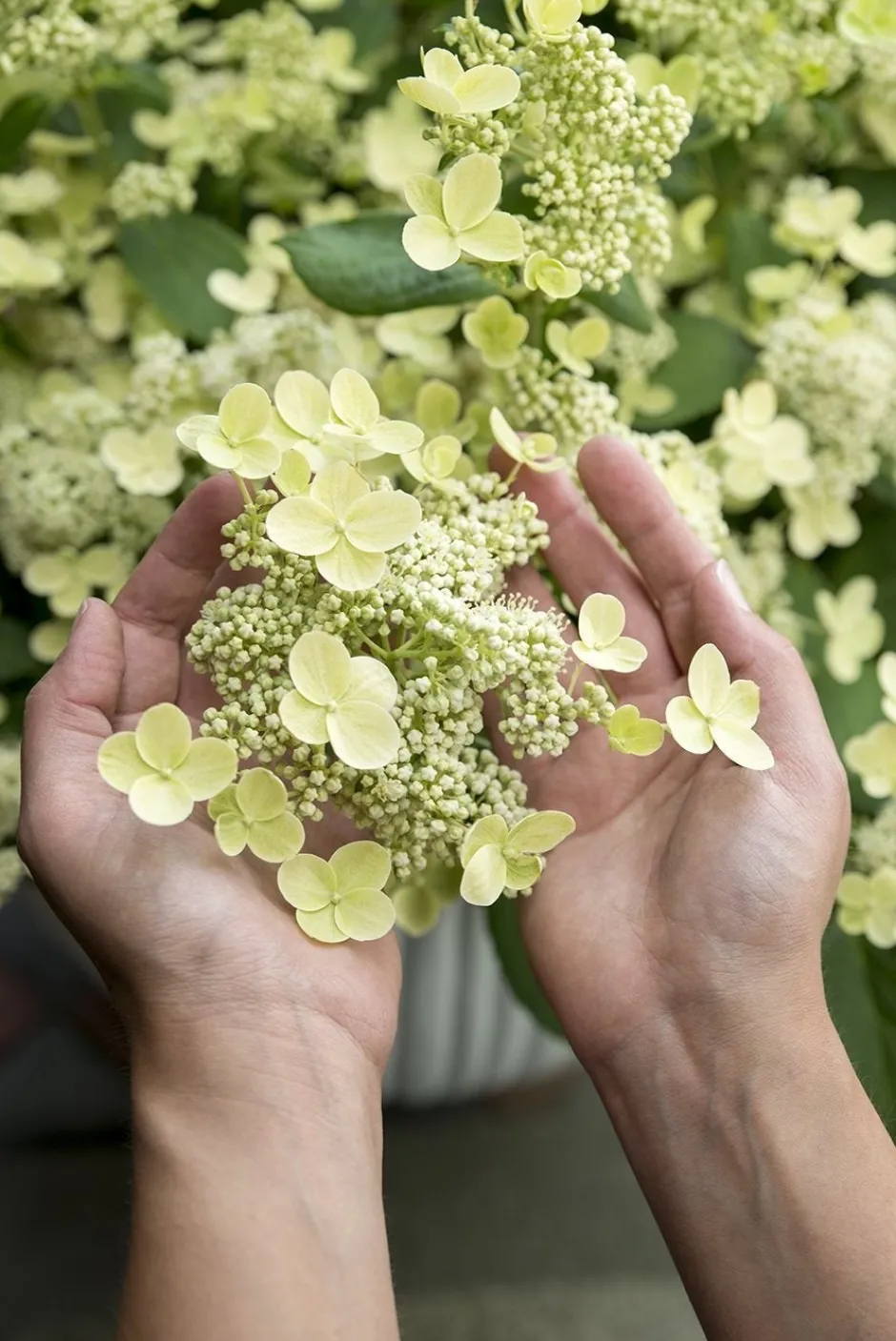 Intratuin Rispenhortensie (Hydrangea paniculata 'Prim White') D 19 H 40 cm| Hortensien|Blühende Pflanzen