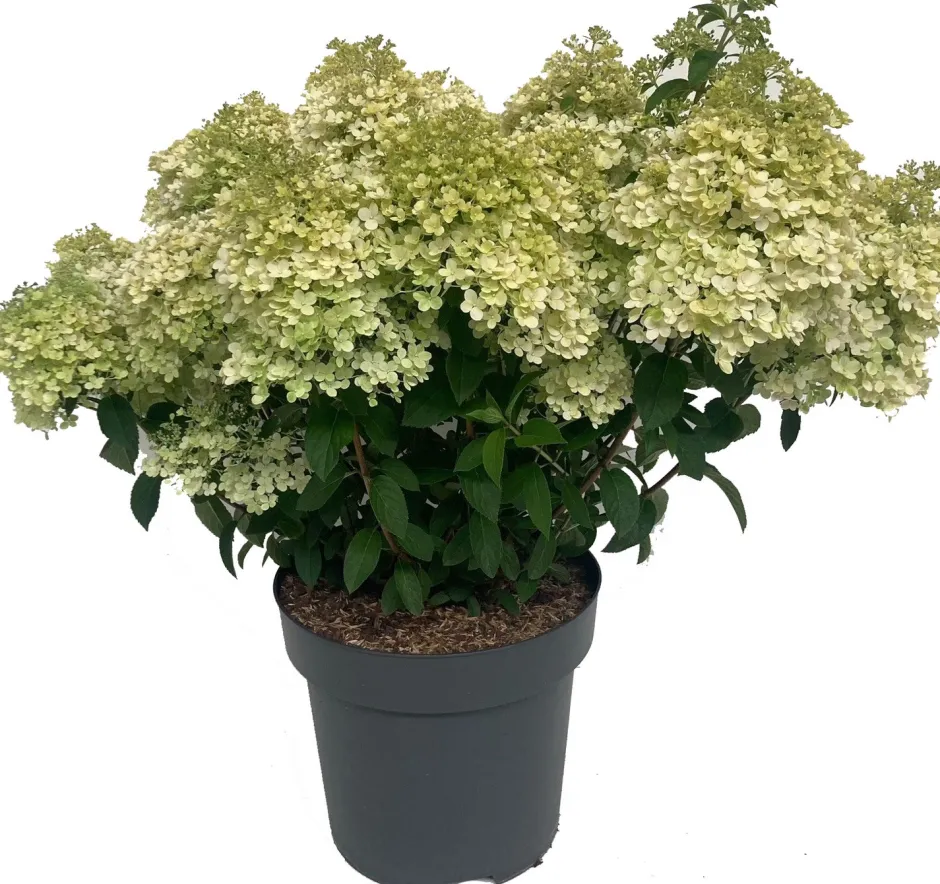 Intratuin Rispenhortensie (Hydrangea paniculata 'Bobo') D 32 H 50 cm| Hortensien|Blühende Pflanzen
