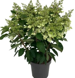 Intratuin Rispenhortensie (Hydrangea paniculata 'Pinky Winky') D 31 H 80 cm| Hortensien|Blühende Pflanzen