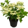 Intratuin Rispenhortensie (Hydrangea paniculata 'Switch Ophelia') D 19 H 40 cm| Hortensien|Blühende Pflanzen