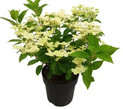 Intratuin Rispenhortensie (Hydrangea paniculata 'Switch Ophelia') D 19 H 40 cm| Hortensien|Blühende Pflanzen