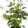Intratuin Rittersporn (Delphinium) blau D 19 H 30 cm| Winterharte Pflanzen|Mehrjährige Pflanzen