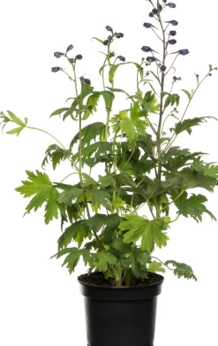 Intratuin Rittersporn (Delphinium) blau D 19 H 30 cm| Winterharte Pflanzen|Mehrjährige Pflanzen