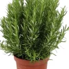 Intratuin Rosmarin (Rosmarinus officinalis) D 25 H 30 cm| Obst, Gemüse & Kräuter|Kräuterpflanzen