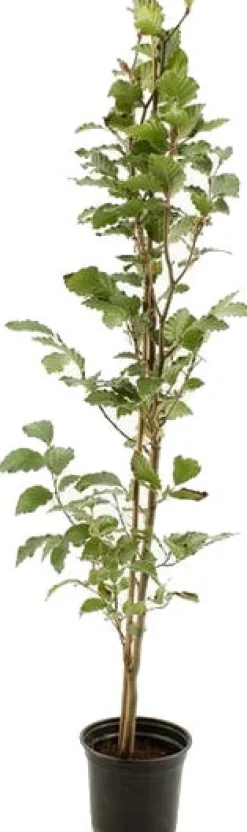 Intratuin Rotbuche (Fagus Sylvatica) D 23 H 150 cm| Heckenpflanzen|Winterharte Pflanzen