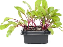 Intratuin Rote Bete (Beta vulgaris var. rubra)| Obst, Gemüse & Kräuter|Gemüsepflanzen