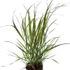 Intratuin Rutenhirse (Panicum virgatum) D 17 cm| Blühende Pflanzen|Mehrjährige Pflanzen