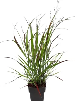 Intratuin Rutenhirse (Panicum virgatum) D 17 cm| Blühende Pflanzen|Mehrjährige Pflanzen