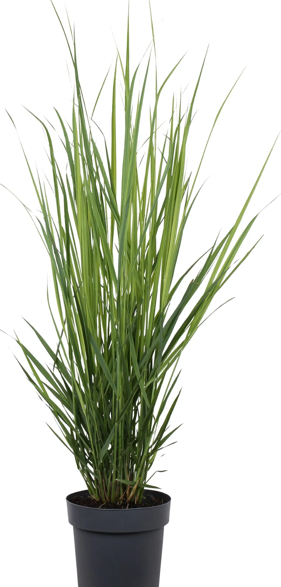 Intratuin Rutenhirse (Panicum virgatum 'Northwind') D 23 H 75 cm| Winterharte Pflanzen|Mehrjährige Pflanzen