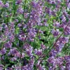 Intratuin Salbei (Salvia nemorosa) D 17 cm| Winterharte Pflanzen|Mehrjährige Pflanzen