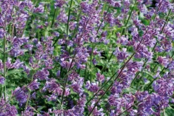 Intratuin Salbei (Salvia nemorosa) D 17 cm| Winterharte Pflanzen|Mehrjährige Pflanzen