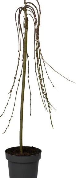 Intratuin Salweide (Salix caprea 'Kilmarnock') D 22 H 140 cm| Winterharte Pflanzen|Weide