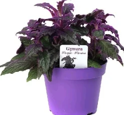 Intratuin Samtpflanze (Gynura aurantiaca) D 12 H 20 cm| Kleine Zimmerpflanzen|Grünpflanzen