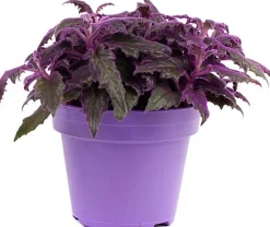 Intratuin Samtpflanze (Gynura 'Purple Passion') D 15 H 25 cm| Kleine Zimmerpflanzen|Grünpflanzen