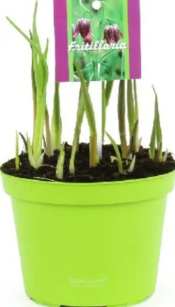 Intratuin Schachbrettblume (Fritillaria meleagris) D 12 H 15 cm| Kleine Zimmerpflanzen|Blühende Zimmerpflanzen