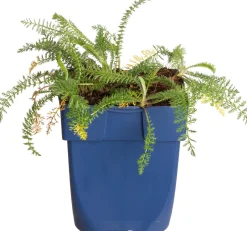 Intratuin Schafgarbe (Achillea millefolium 'Lachsschönheit') D 11 H 15 cm| Blühende Pflanzen|Winterharte Pflanzen