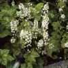 Intratuin Schaumblüte (Tiarella wherryi)| Immergrüne Pflanzen|Mehrjährige Pflanzen