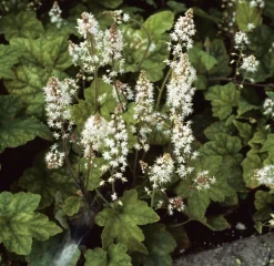 Intratuin Schaumblüte (Tiarella wherryi)| Immergrüne Pflanzen|Mehrjährige Pflanzen