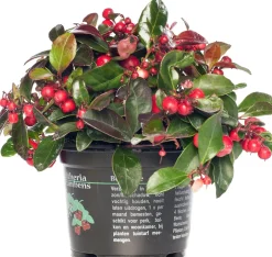 Intratuin Scheinbeere (Gaultheria procumbens) D 13 H 10 cm| Blühende Pflanzen|Immergrüne Pflanzen