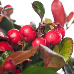 Intratuin Scheinbeere (Gaultheria procumbens) D 13 H 10 cm| Blühende Pflanzen|Immergrüne Pflanzen
