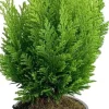 Intratuin Scheinzypresse (Chamaecyparis lawsoniana 'Ellwood's Empire') D 13 H 25 cm| Immergrüne Pflanzen|Winterharte Pflanzen