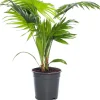 Intratuin Schirmpalme (Livistona rotundifolia) D 17 cm H 60 cm| Grünpflanzen|Zimmerpalmen