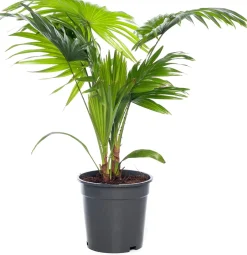 Intratuin Schirmpalme (Livistona rotundifolia) D 17 cm H 60 cm| Grünpflanzen|Zimmerpalmen