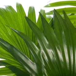 Intratuin Schirmpalme (Livistona rotundifolia) D 17 cm H 60 cm| Grünpflanzen|Zimmerpalmen