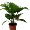 Intratuin Schirmpalme (Livistona rotundifolia) D 14 H 40 cm| Grünpflanzen|Zimmerpalmen