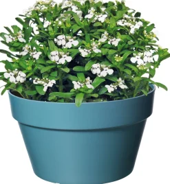 Intratuin Schleifenblume (Iberis 'Masterpiece')| Immergrüne Pflanzen|Winterharte Pflanzen