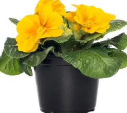 Intratuin Schlüsselblume (Primula acaulis) gelb D 10,5 H 10 cm| Blühende Pflanzen|Winterharte Pflanzen