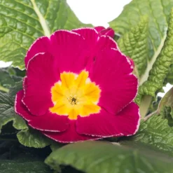 Intratuin Schlüsselblume (Primula acaulis) rosa geflammt D 10,5 H 10 cm| Blühende Pflanzen|Winterharte Pflanzen