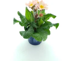 Intratuin Schlüsselblume (Primula elatior 'Stella Peach Melba') D 12 H 25 cm| Blühende Pflanzen|Winterharte Pflanzen